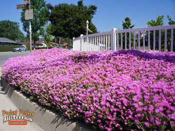 All Terrain Iceplant Ground Cover2016401